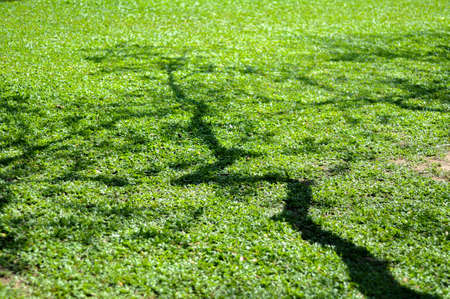 Panoramic view of public lake garden at Taiping, Perak, Malaysiaの写真素材