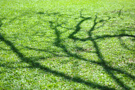 Panoramic view of public lake garden at Taiping, Perak, Malaysiaの写真素材