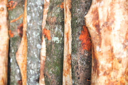 Pile of Wood Malaysian biggest charcoal factoryの写真素材