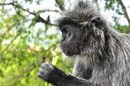 Silvered leaf Monkey at Melawati Hill, Kuala Selangor, Malaysiaの写真素材
