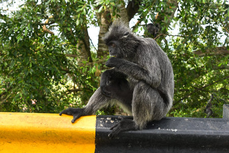 Silvered leaf Monkey at Melawati Hill, Kuala Selangor, Malaysia