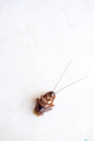 Death cockroach on the floor, pest control concept