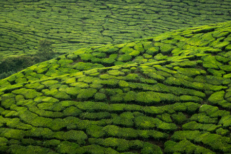The tea plantations background, tea plantations during cloudy day