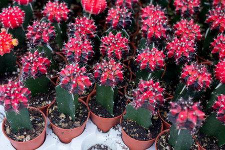 varies cactus plant in the farm cameron highland.