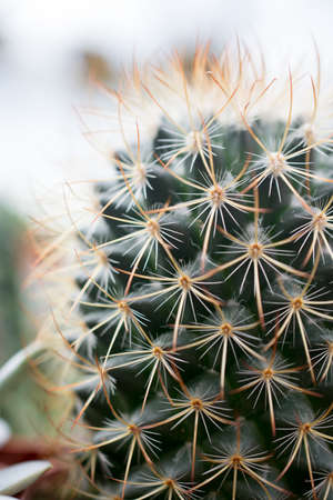 varies cactus plant in the farm cameron highland.の写真素材