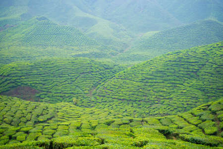 The tea plantations background, tea plantations during cloudy dayの写真素材