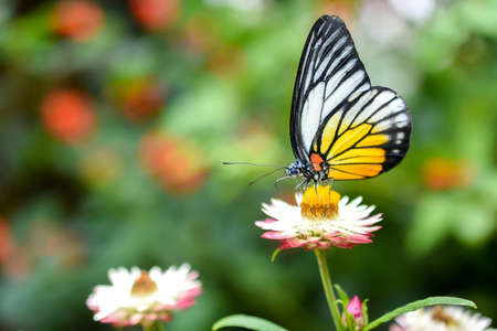 Closed up Butterfly on flower during hot dayの写真素材