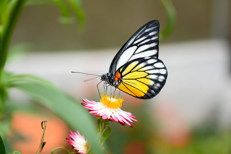 Closed up Butterfly on flower during hot dayの写真素材