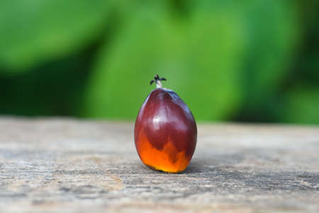Close Up Of Fresh Oil Palm Seeds.の写真素材