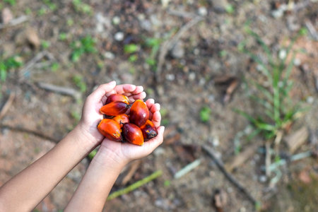 Hand holding a group of fresh and ripe oil palm seeds.
