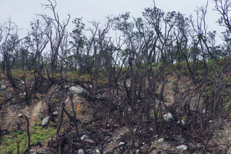 Kawah Putih (English: White Crater) is a striking crater lake and tourist spot in a volcanic crater about 50 km south of Bandung in West Java in Indonesia.の写真素材