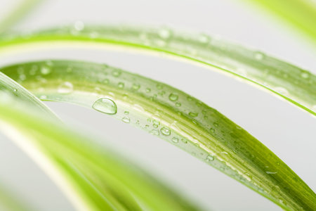 Water drops on a plant in front of a white background