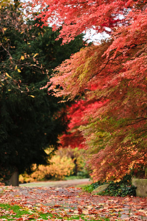 An outdoor autumn scene with colored trees and leafs