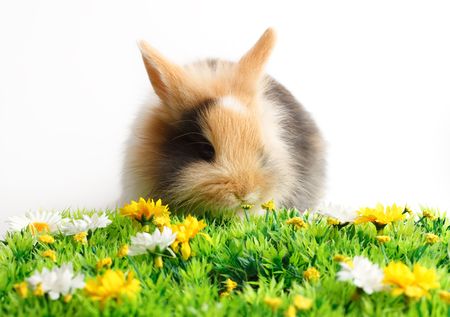 A rabbit with grass isolated on white backgroundの写真素材