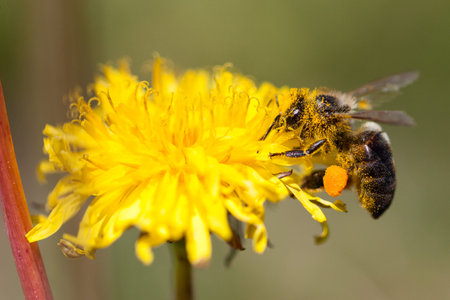 Bee perched on a flower collecting pollen