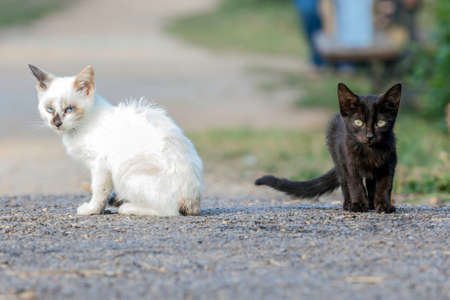 The yin and yang the. Two small cats one white and another black, yin Representing and the yang inの写真素材