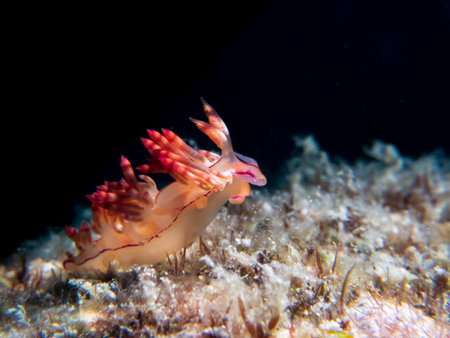 Flabellina Nudibranch in Indonesia