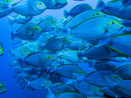 Surgeon fish. Schooling fish in Komodo National Park