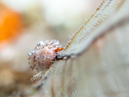 Rare Nudibranch in Komodo National Parkの写真素材