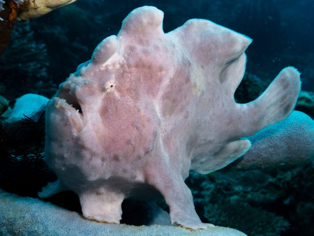 Giant Frogfish in Komodo National Park