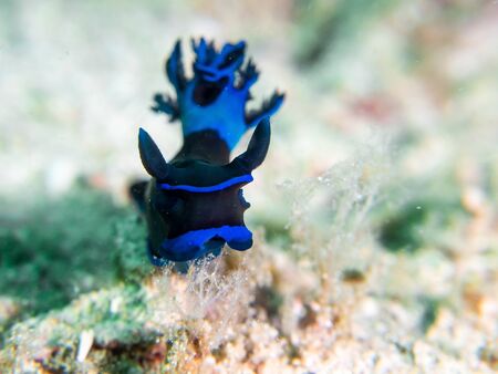 Nudibranch in Komodo National Parkの写真素材