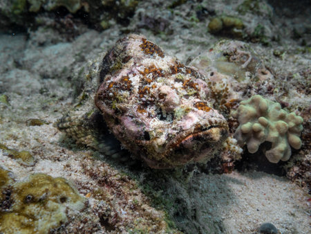 Devil scorpionfish on a sand and coral reef bottom found during a scuba dive in Komodo