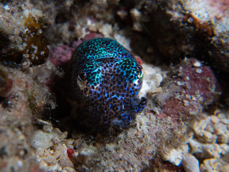 Bobtail squid facing the camera on a rubble background