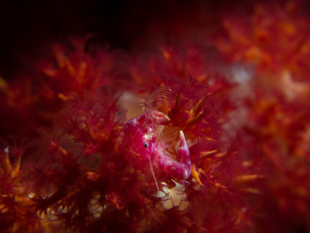 Pink soft coral crab on pink, orange and white soft coral. Black background