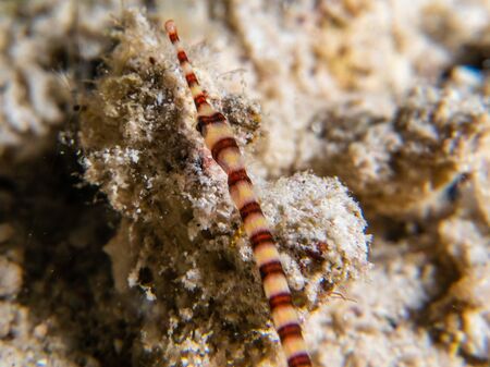 Overhead view of a banded pipefish over a sandy bottomの写真素材