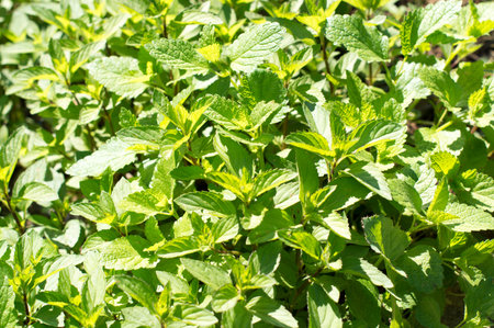 Mint leaves of mint on green background. Green fresh mint , selective focus