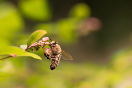 Macro shot of the insect on a pretty flower in the morning  With lots of details and copy space 