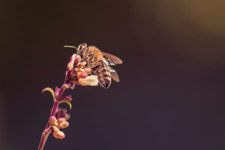 Macro shot of the insect in the evening on a pretty flower  Lots of details  Dark background  Copy space の写真素材