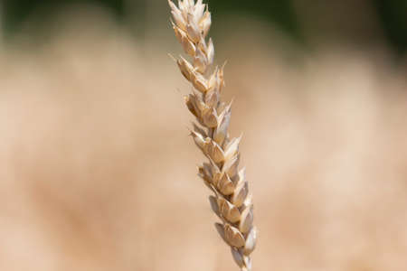 Single detailed macro wheat. Macro photography of the grain. Healthy organic carbohydrates nutritionの写真素材