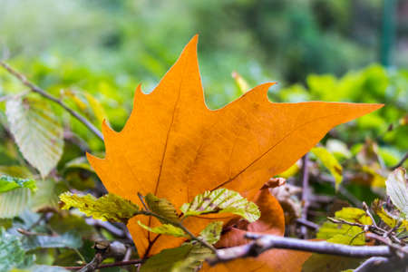 Beautiful orange maple leaf in colorful autumn scene soil. The single leaf which falling down to the bottom of the forest and is lying perpendicular between branches and leavesの写真素材
