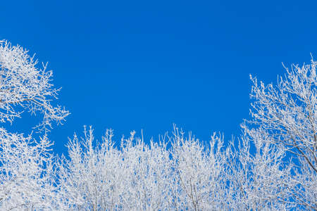 Blue winter frame with snow covered trees left under right. Wonderful cold weather xmas scene with winter forest trees and branches full of ice and snow. Copyspace. Part of cool series.の写真素材