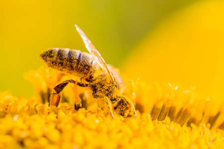Honey bee covered with yellow pollen collecting nectar in flower. Animal is sitting collecting in sunny summer sunflower. Important for environment ecology sustainability. Awareness of climate change.の写真素材