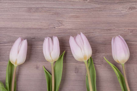 Four pink pastel spring love tulips parallel in row closeup . Beautiful present symbol flowers for valentine's day, mother's day, wedding, birthday, easter, girlfriend, wife or sweetheart. Wooden background and copyspace.の写真素材