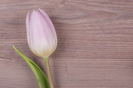 Beautiful spring love symbol tulip blossom present on wood. Wonderful flower gift symbol for valentine's day, mother's day, wedding, birthday, girlfriend, wife or sweetheart. Wooden background. Copyspace on the right-hand side.の写真素材