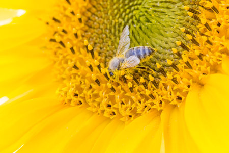Honey bee covered with yellow pollen collecting sunflower nectar. Animal sitting at sunny summer sun...