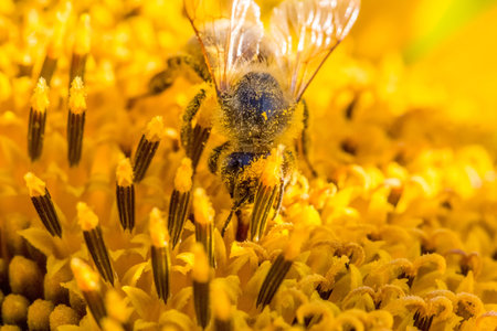 Honey bee covered with yellow pollen collecting sunflower nectar. Animal sitting at summer sun flower and collect for important environment ecology sustainability. Awareness of nature climate change.の写真素材