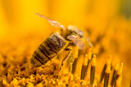 Honey bee covered with yellow pollen collecting sunflower nectar. Animal sitting at summer sun flower and collect for important environment ecology sustainability. Awareness of nature climate change.の写真素材