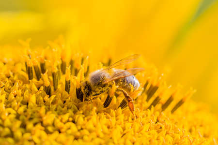 Honey bee covered with yellow pollen collecting sunflower nectar. Animal sitting at summer sun flower and collect for important environment ecology sustainability. Awareness of nature climate change.の写真素材