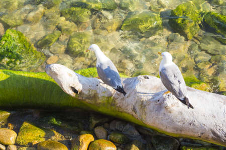 Two seagulls sitting on tree trunk in clear coast water. Mediterranean or Caribbean holiday vacation destination. Lonely dream island nature beach for journey. Algae and stones on sea floor.の写真素材