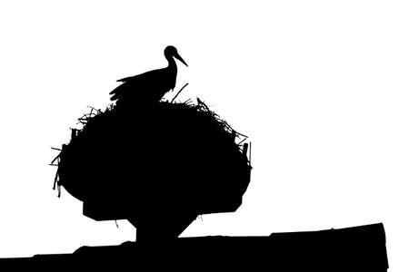 Wild stork sitting on rooftop nest with majestic throne view. Silhouette of rural animal. The bird on the roof is also metaphor and symbol for birth of newborn babies. Endangered wildlife species.の写真素材