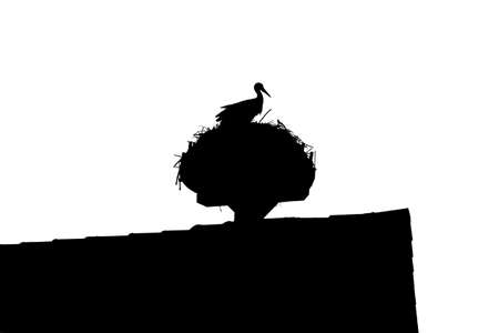 Wild stork sitting on rooftop nest with majestic throne view. Silhouette of rural animal. The bird on the roof is also metaphor and symbol for birth of newborn babies. Endangered wildlife species.の写真素材