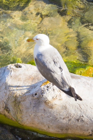 One seagull sitting on tree trunk in clear coast water. Mediterranean or Caribbean holiday vacation...