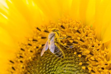 Honey bee covered with yellow pollen collecting sunflower nectar. Animal sitting at sunny summer sun...