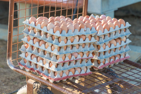Range of brown fresh eggs at bio poultry farm wheelbarrow. Raw egg in rows at rural agriculture...