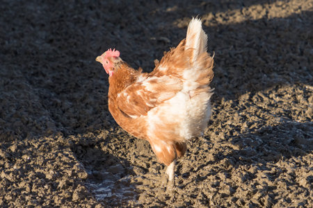 Brown chicken back outdoors at bio poultry farm grass meadow. Rural agriculture scene with free...