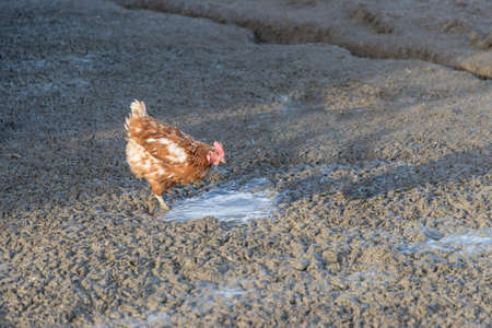 Brown chicken live outdoors at bio poultry farm dirt mud. Rural agriculture scene with free happy hen outdoor. Ecological animal farming and self sufficiency by sustainable fowl livestock.の写真素材